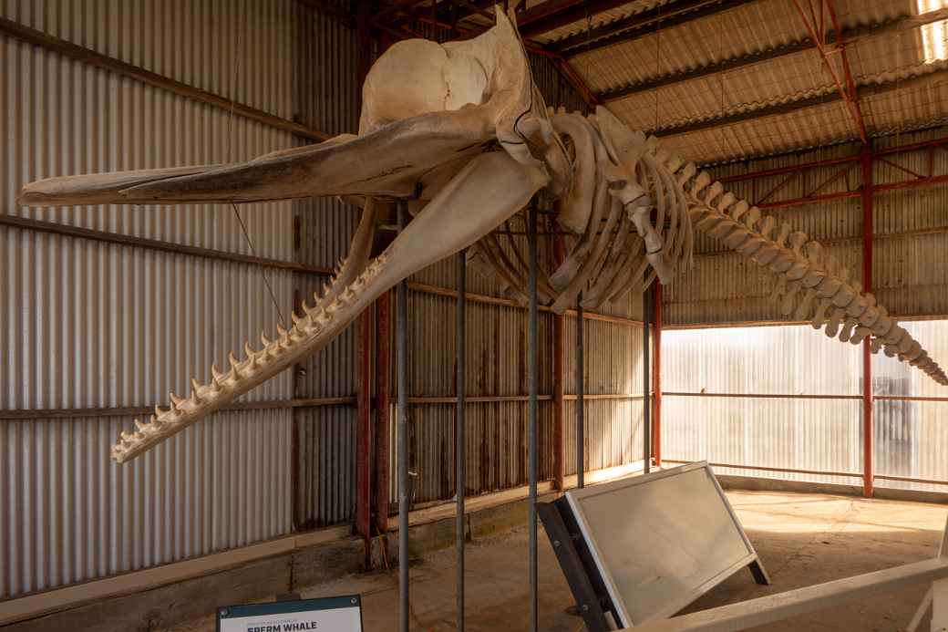Sperm whale skeleton