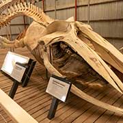 Humpback whale skeleton