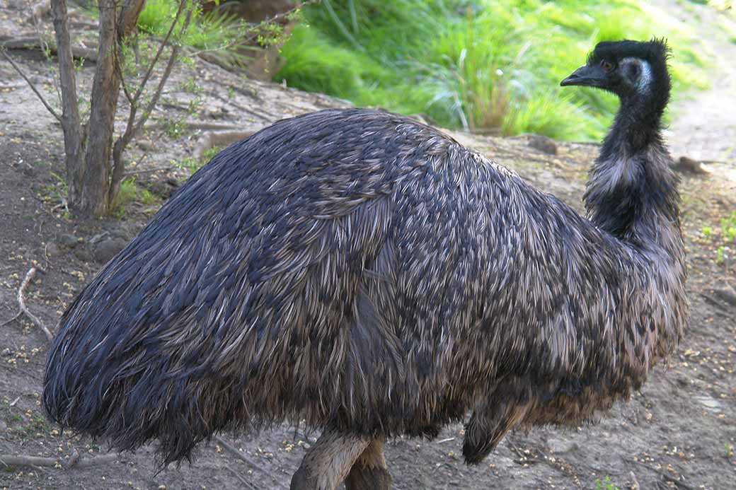 Emu in Healesville