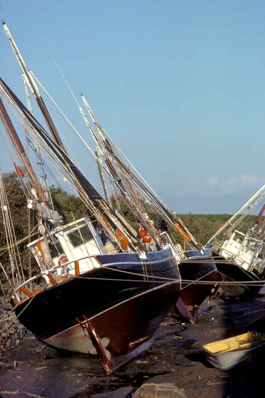 Pearling luggers at low tide
