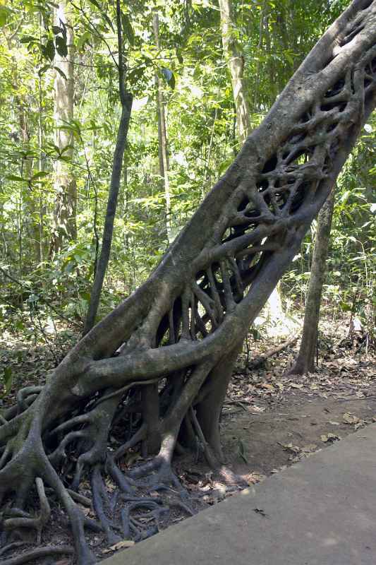 Strangler fig tree