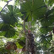 Fan palm canopy