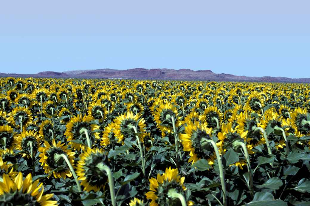 Sunflower plantations