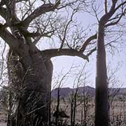 Boab or Baobab tree