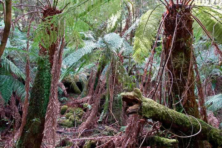 Rainforest Yarra Ranges