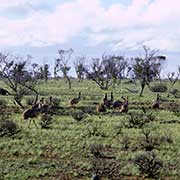 Flock of emus