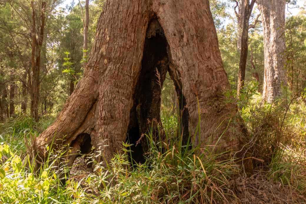 Hollow Tingle tree