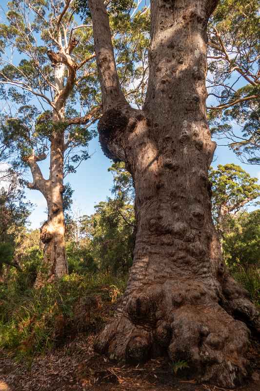 Red Tingle Eucalyptus tree