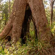 Hollow Tingle tree