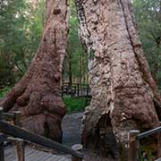 Red Tingle Eucalyptus tree