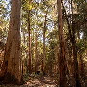 Karri trees Gloucester National Park