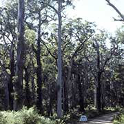 Giant Karri trees