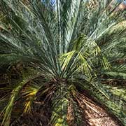 Cycad palm