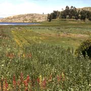 Farming near Titicachi