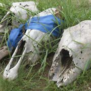 Horse skulls
