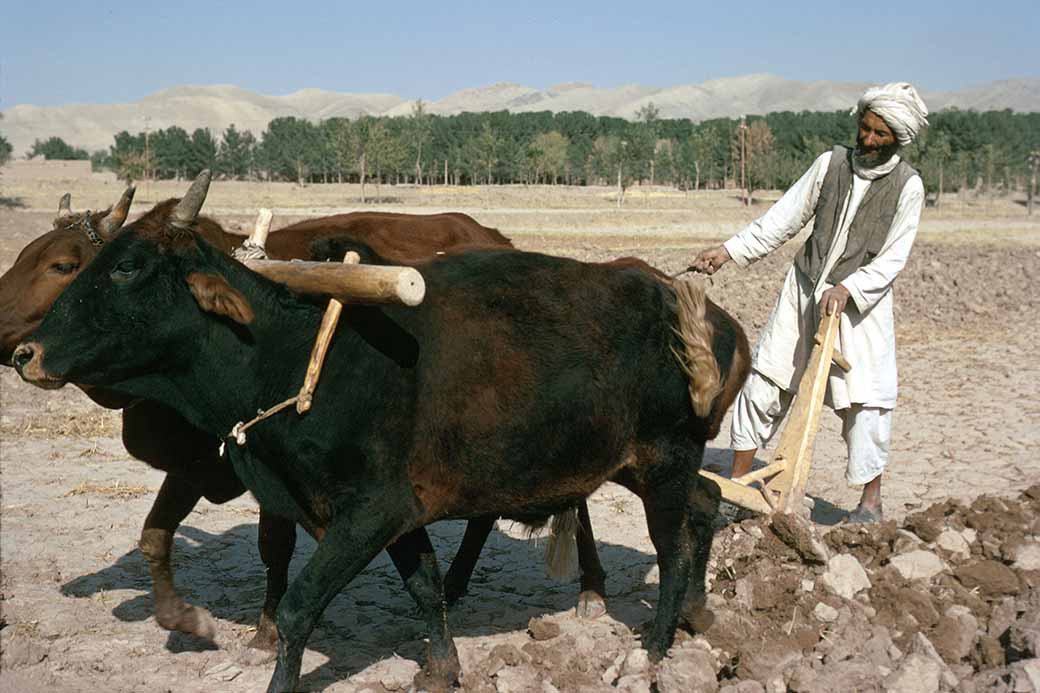 Farming near Herat
