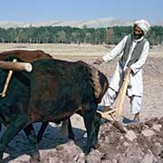 Farming near Herat