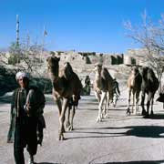 Driving camels