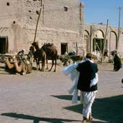 Camels on the street