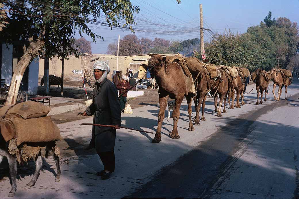 Camel caravan