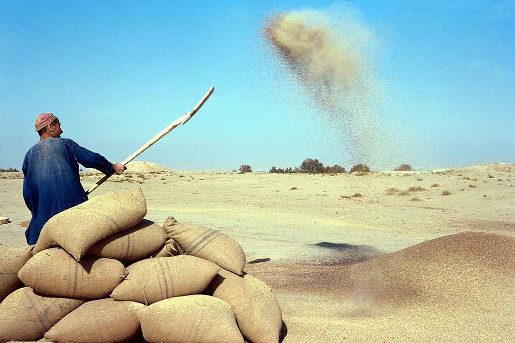 Winnowing grain