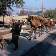 Camel caravan