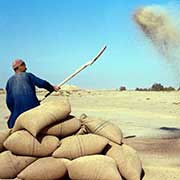 Winnowing grain