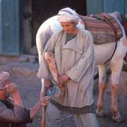 Shoeing the horse