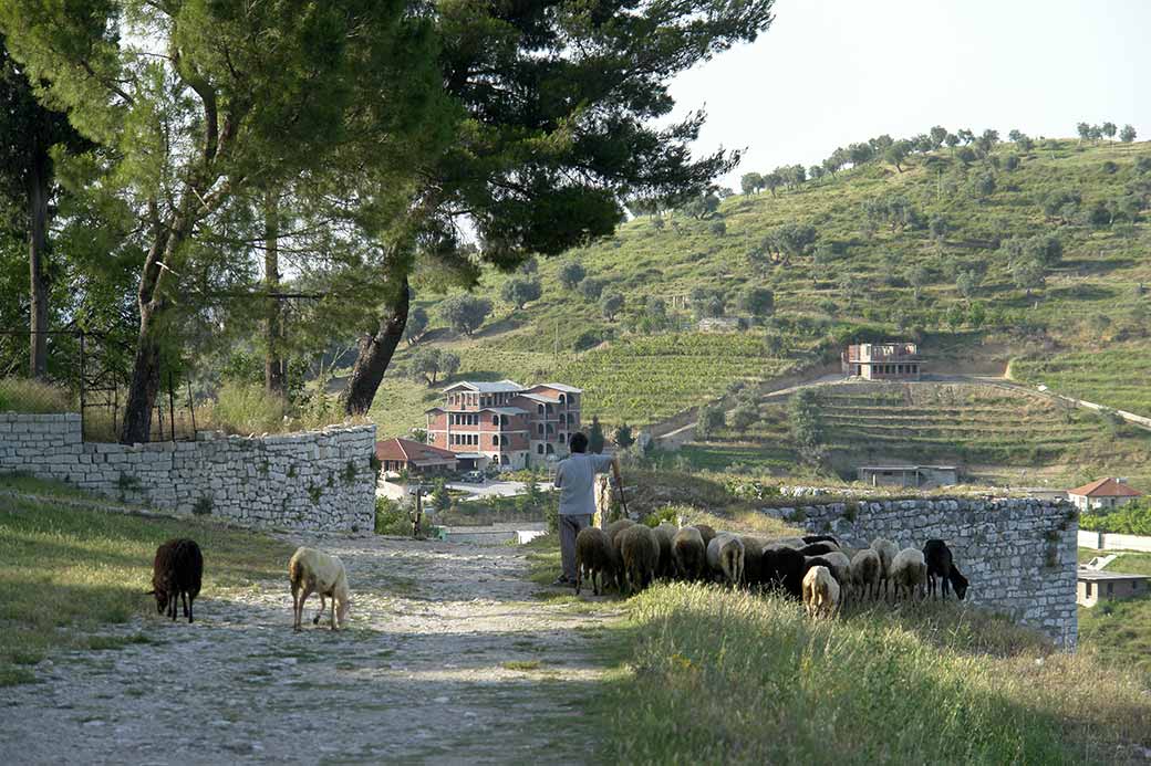 Tending his sheep