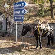 Parked horse, Çarçovë