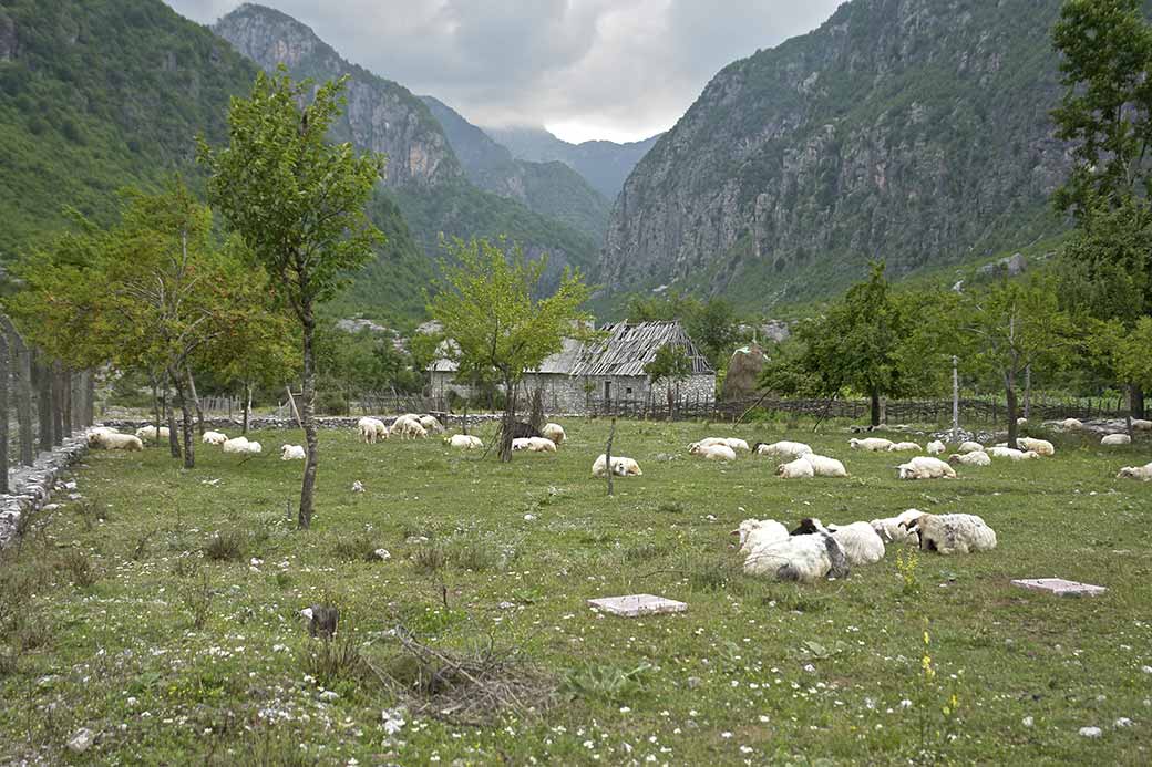 Sheep farm