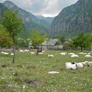 Sheep farm