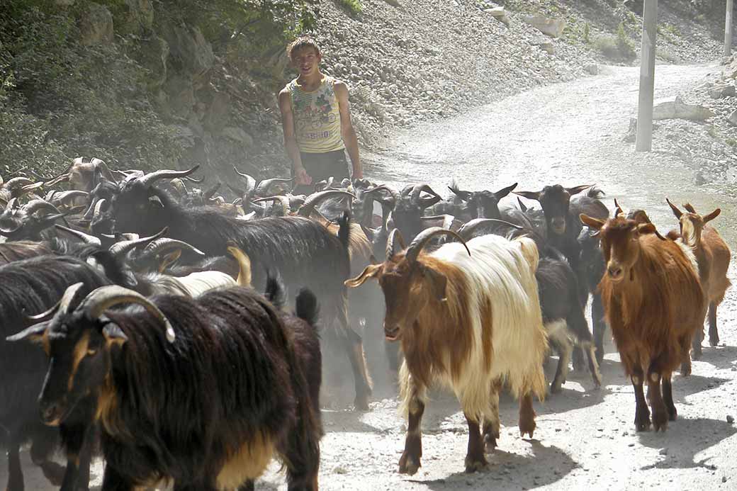 Goatherder near Shoshani