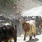 Goatherder near Shoshani