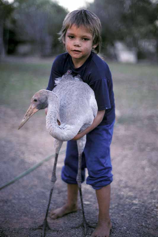 With a brolga