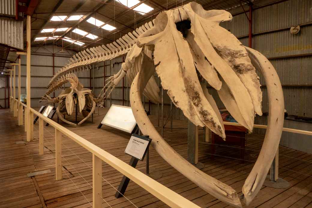 Pygmy Blue whale skeleton