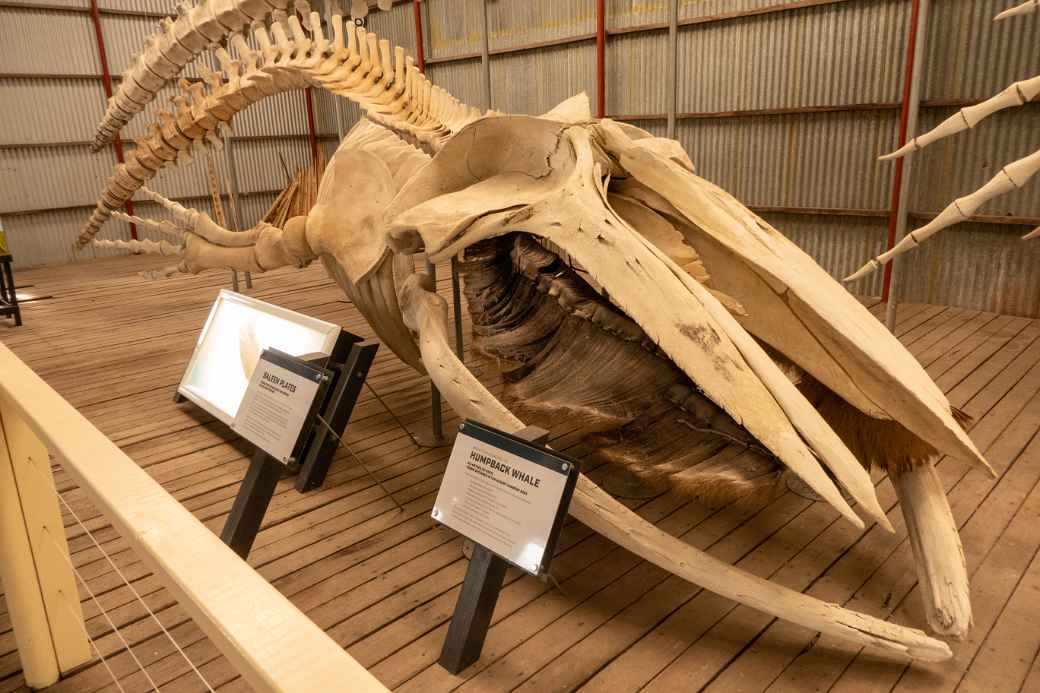 Humpback whale skeleton