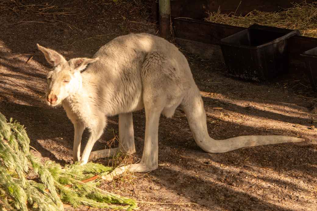 White kangaroo