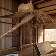 Sperm whale skeleton