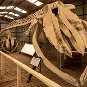 Pygmy Blue whale skeleton