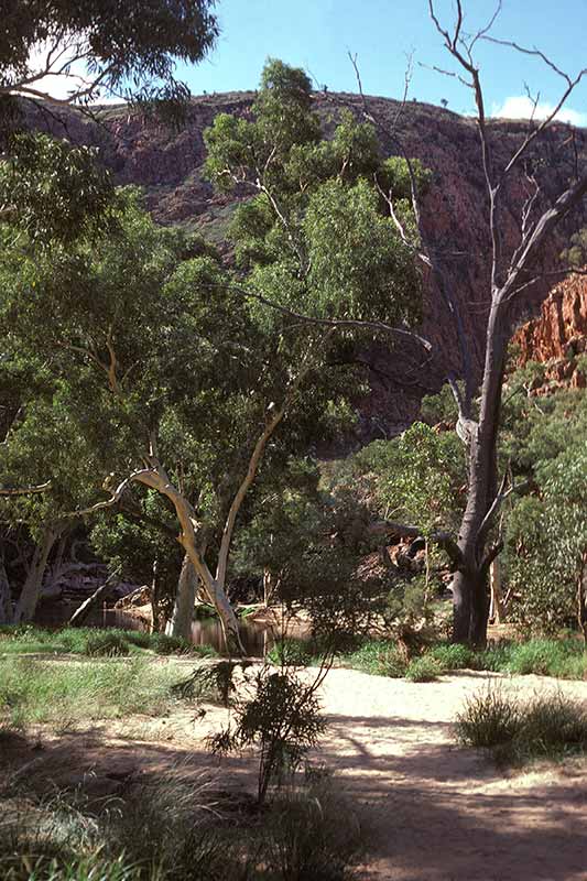 In Ormiston Gorge