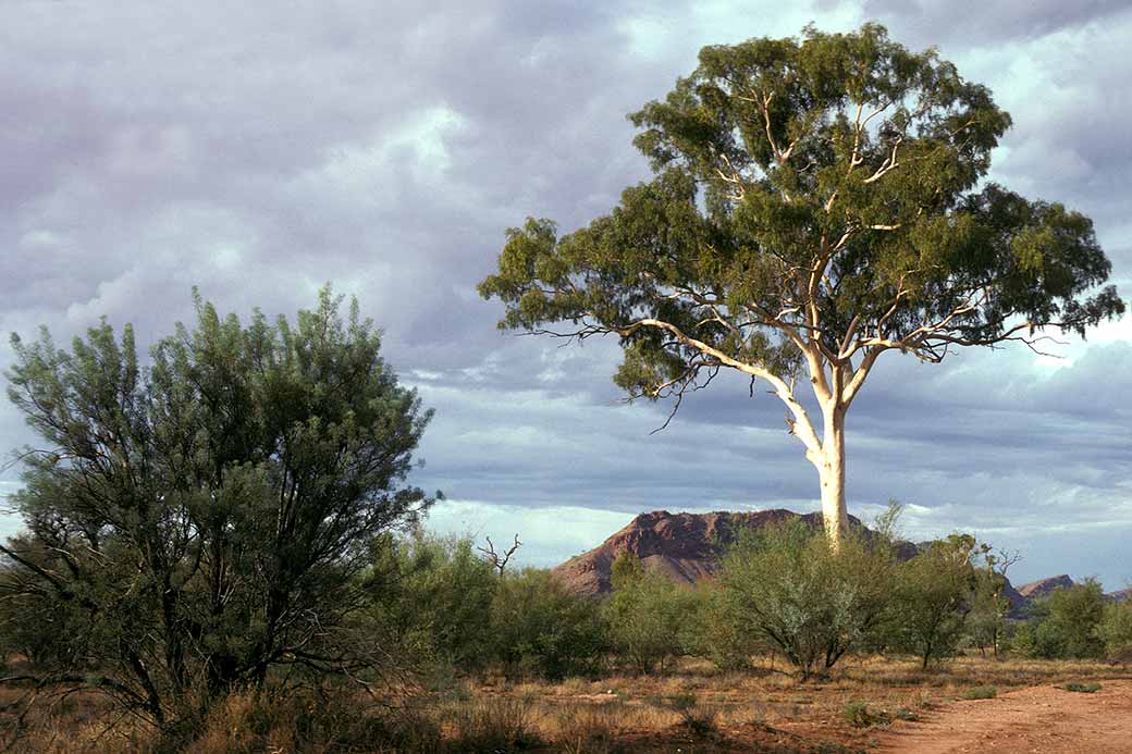 Ghost gum