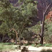 In Ormiston Gorge