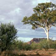 Ghost gum