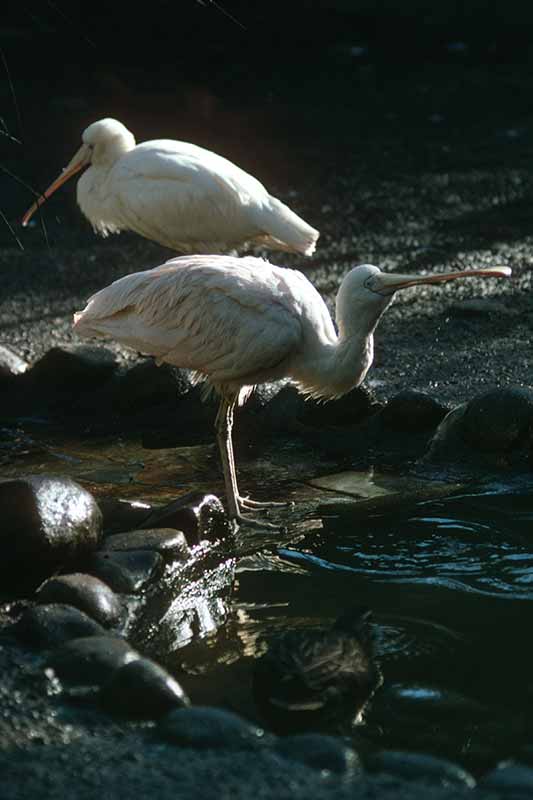 Waterfowl