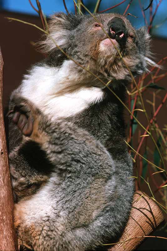 Koala