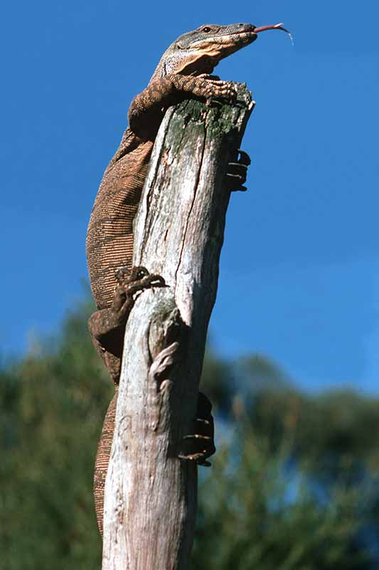 Goanna, Healesville