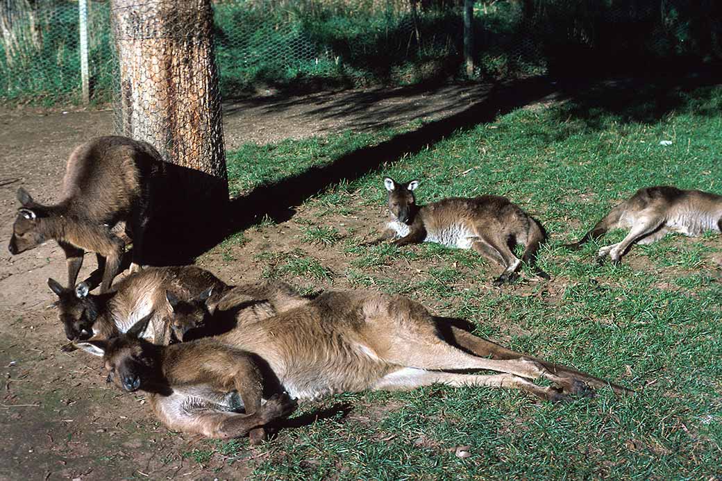 Kangaroos