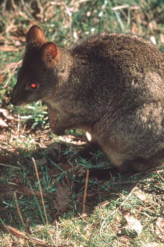 Small Wallaby