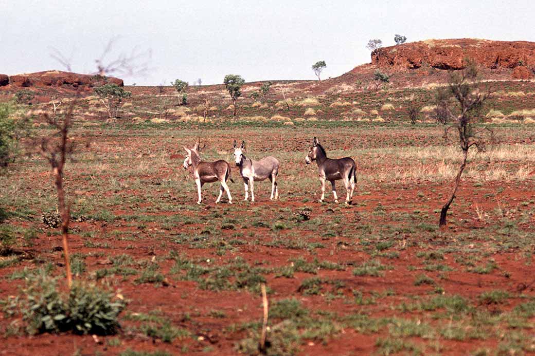 Wild donkeys